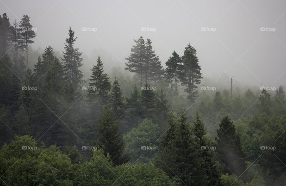 Mountain trees in the fog