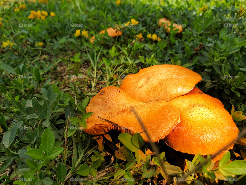 orange mushrooms with small yellow flowers