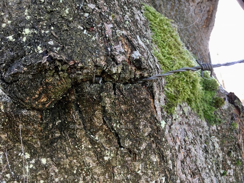 Forest in every season