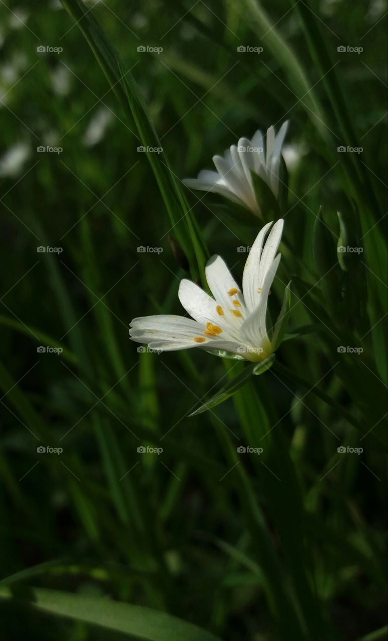 white  blossom  close-up