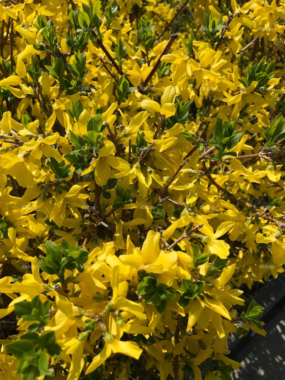 Leaf, Nature, Flora, Flower, Garden