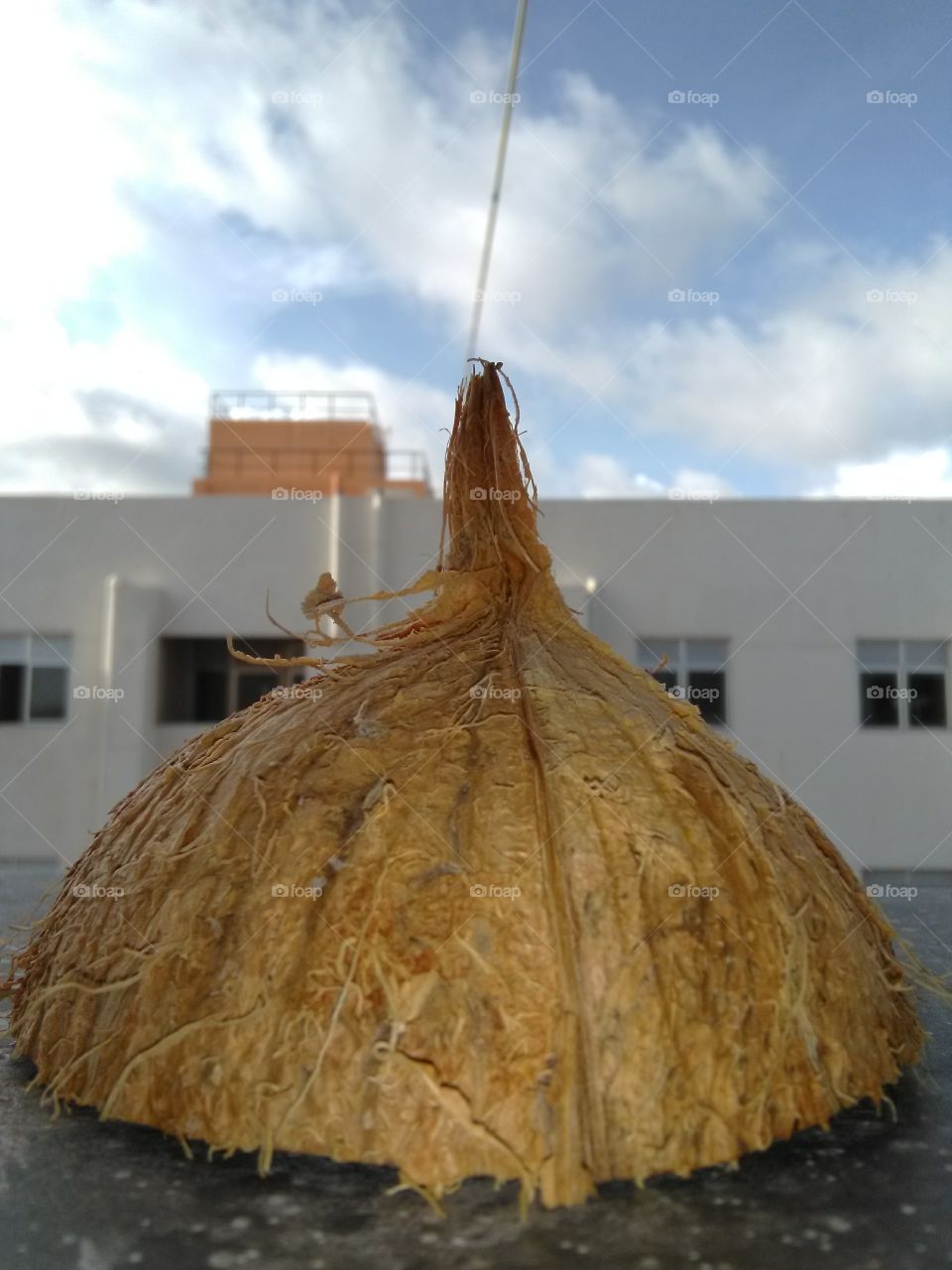 coconut shell