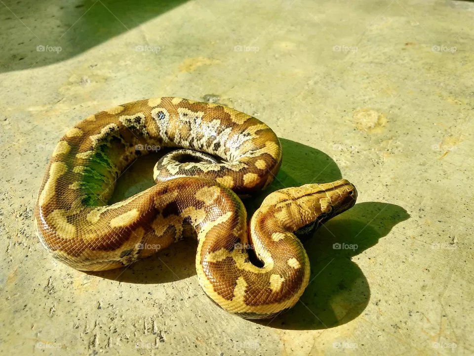 A blood python entered a resident's house