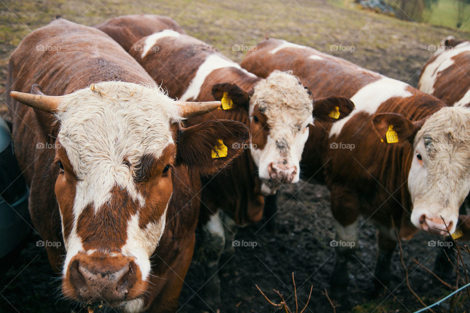 Curious cows