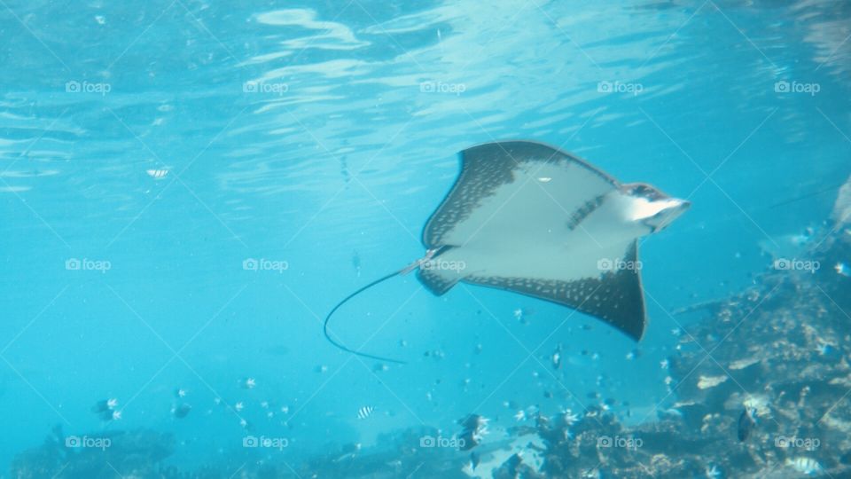 Super good time to experience Snorkeling seeing sea animals