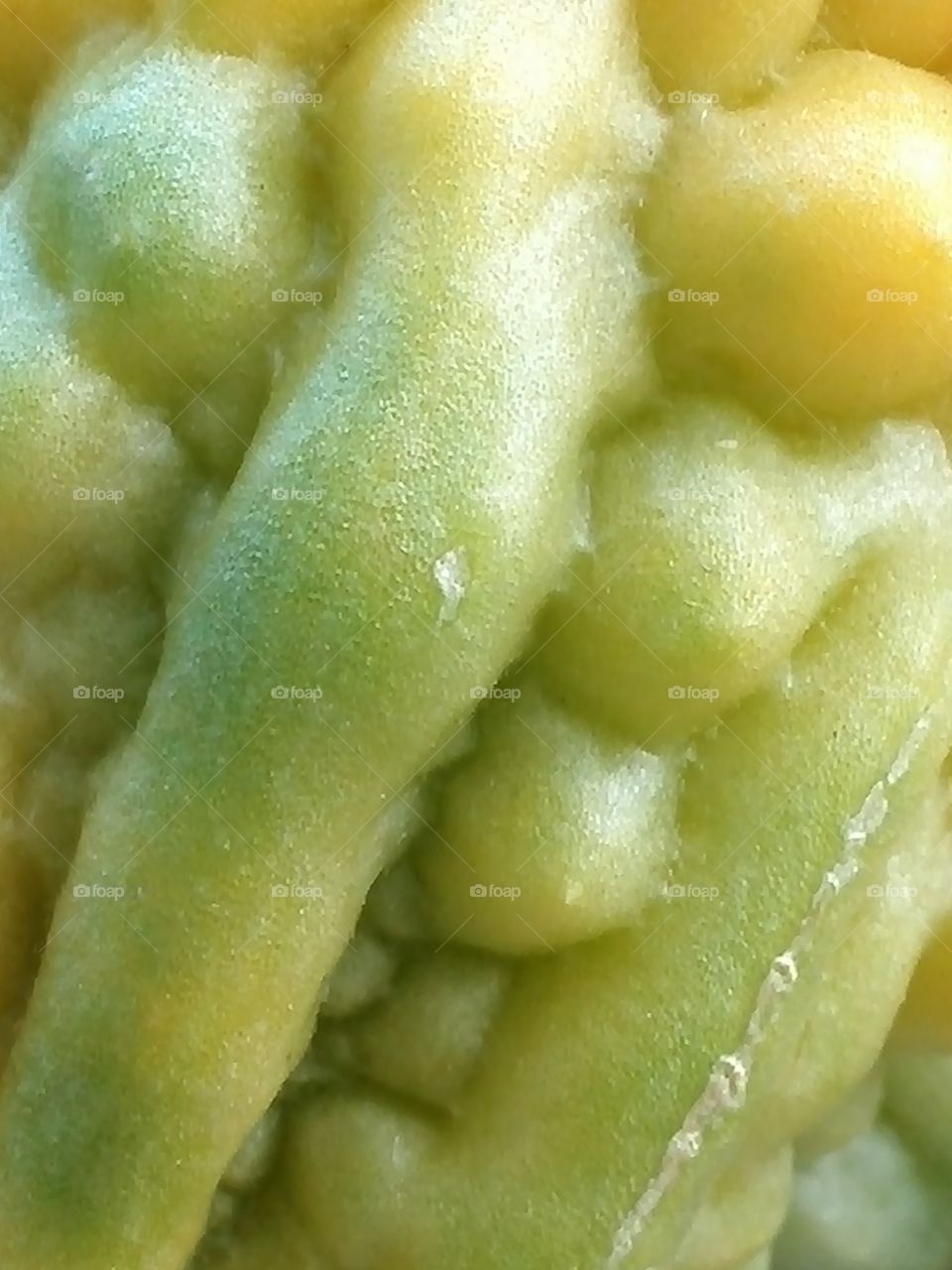 Exploring the bitter gourd surface - 4