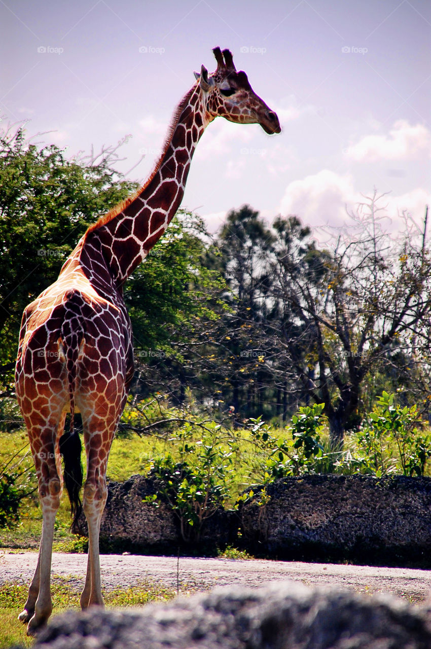 Giraffe,  Miami Zoo