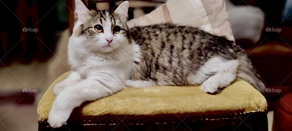 „Roukey“, one of two bonded sibling cats, brother and sister can be seen here in his home in „Bavaria“, Germany. He has made sure to look his very best for his closeup. 2023. Hypnotic Productions