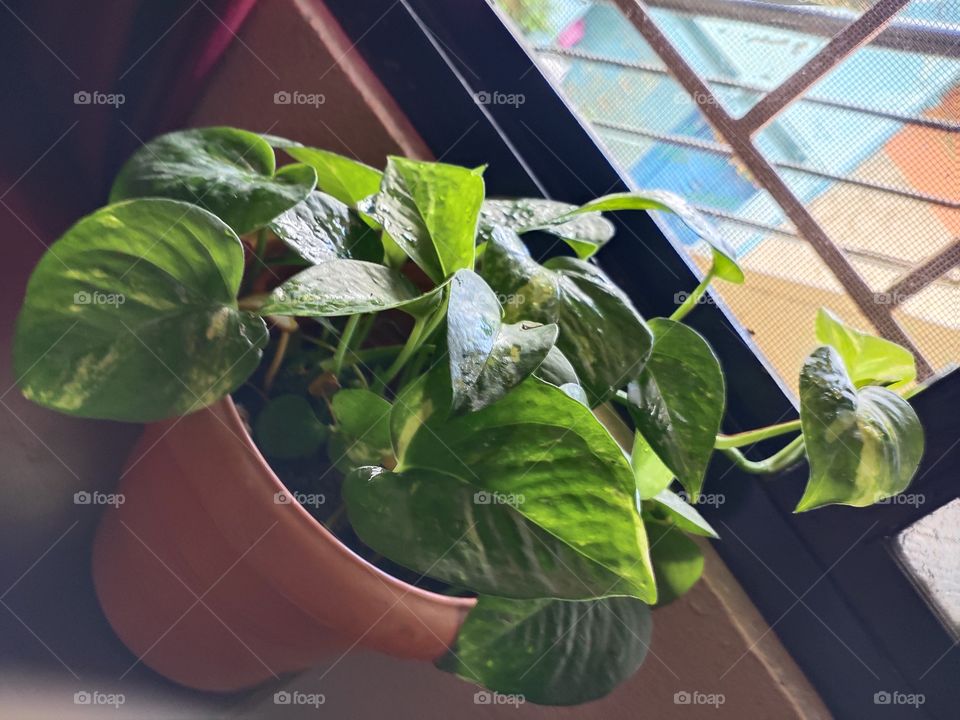 Green plants are always represents freshness and prosperity which motivate us to live happily