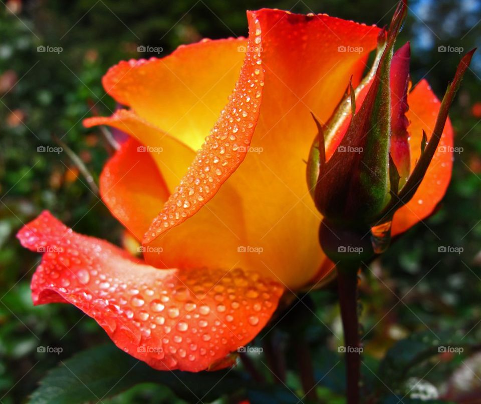 Wet Rose