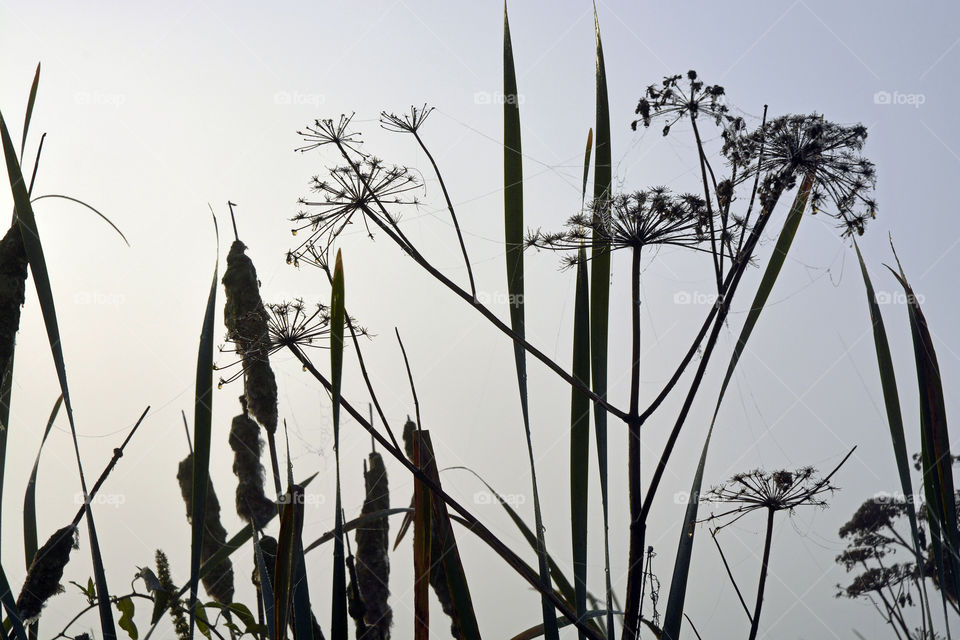 Cane and Hogweed in the foggy mist with spider web and dew drops in the early morning