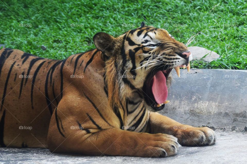tiger side poses looking for food waiting for yammy