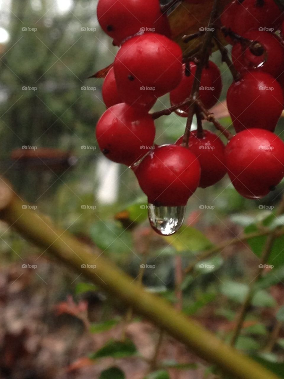 Berries after the rain
