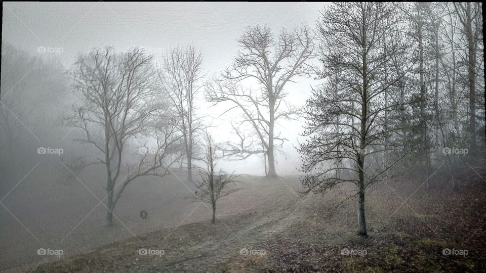 mist fall trees leaves light eerie