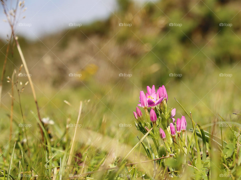 flowers summer walk wild by chris7ben