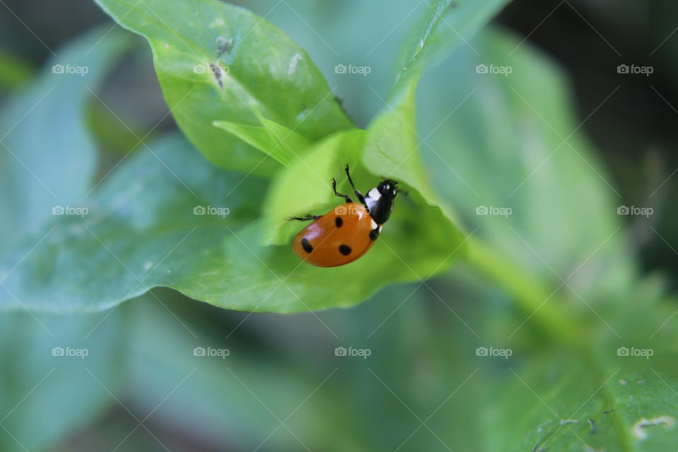 Selective view of ladybug on leaf