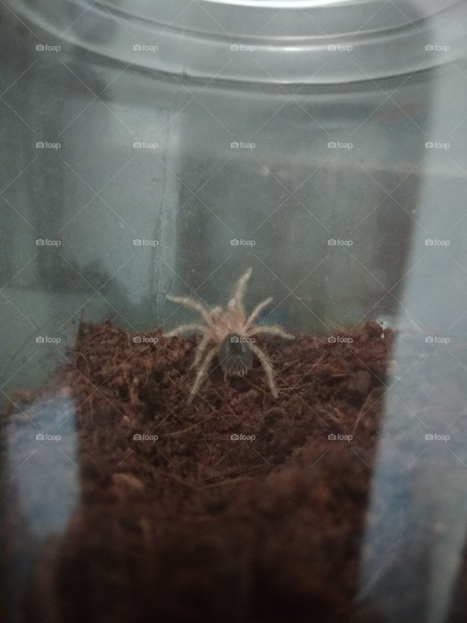 waiting for it to molt