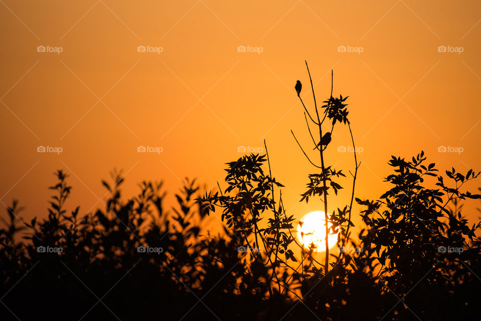 Sunset birds on bush