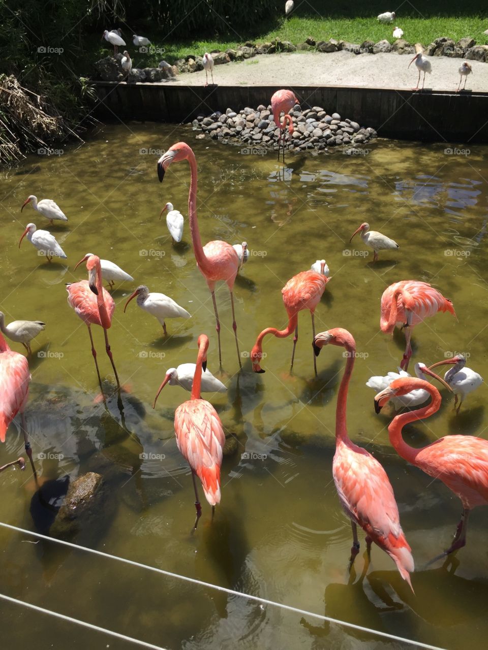 Pink flamingos in Florida.