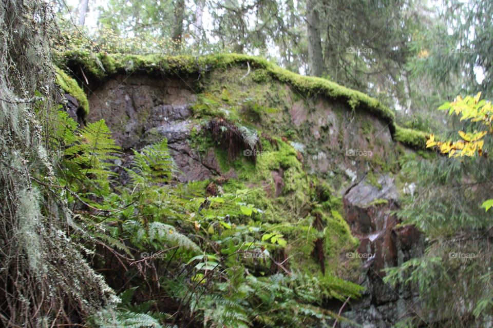 Moss on rock