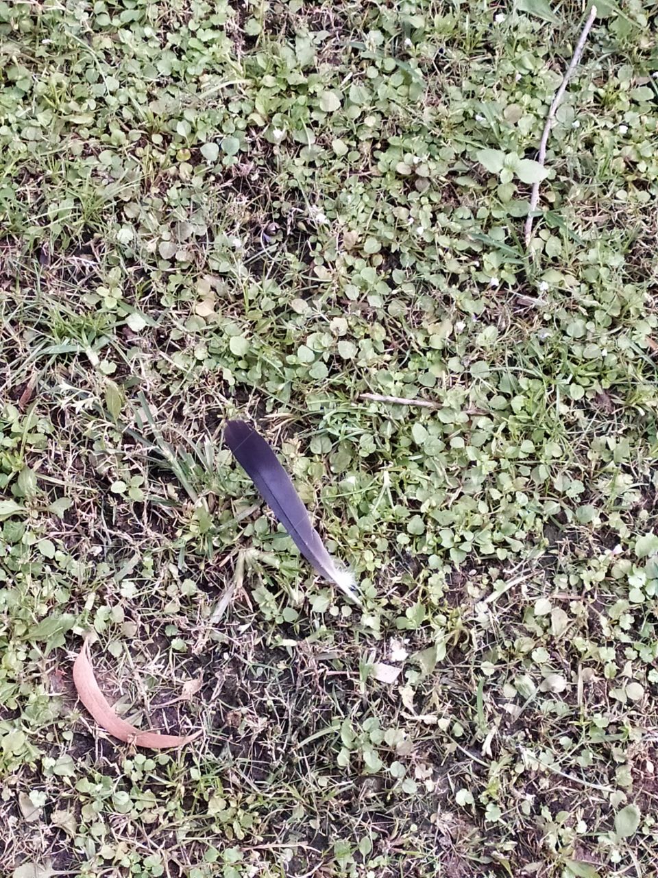 The fallen feather and the dry leaf