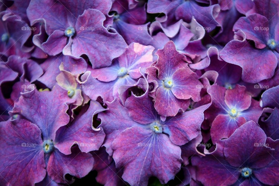 Gorgeous hydrangea flowers