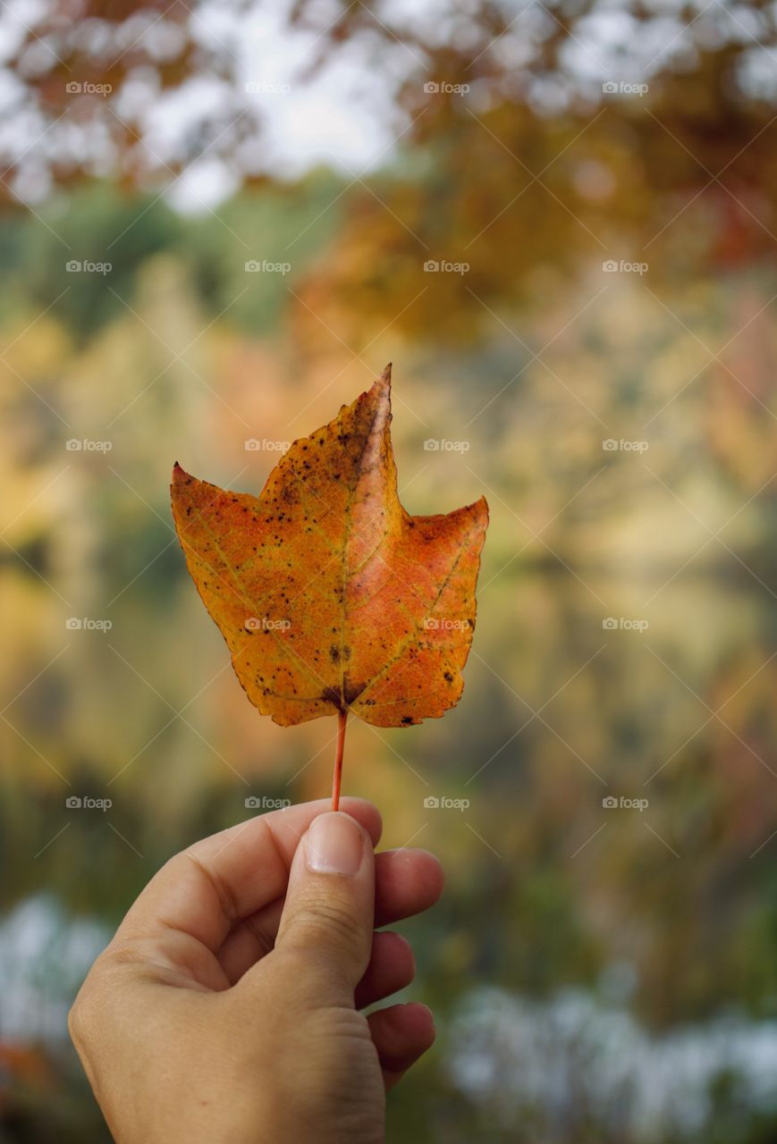 Fall foliage 