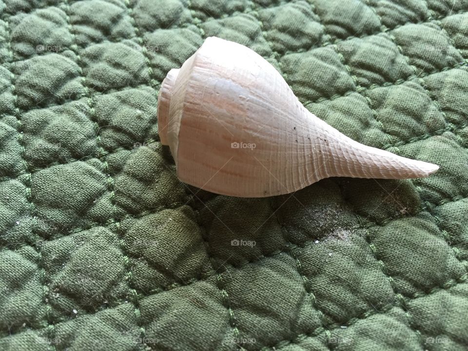 Shell