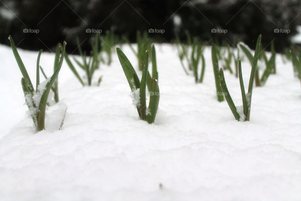 spring snow