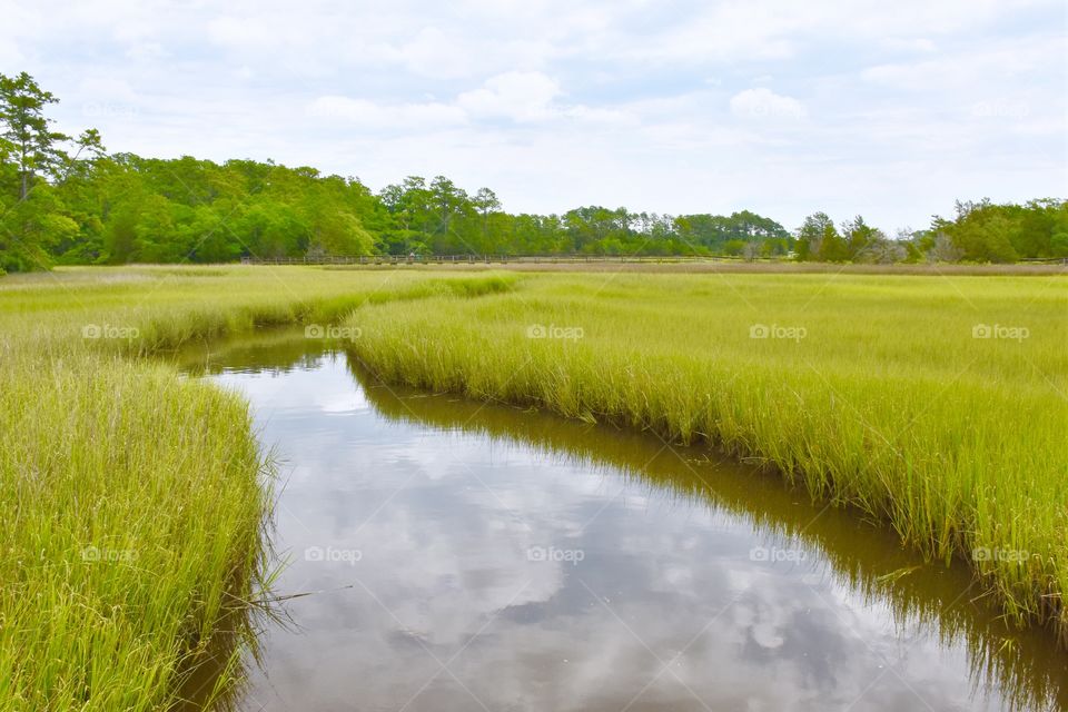 Water near a swamp in North Carolina 