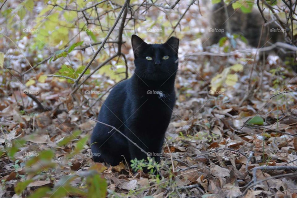Black ferral kitten