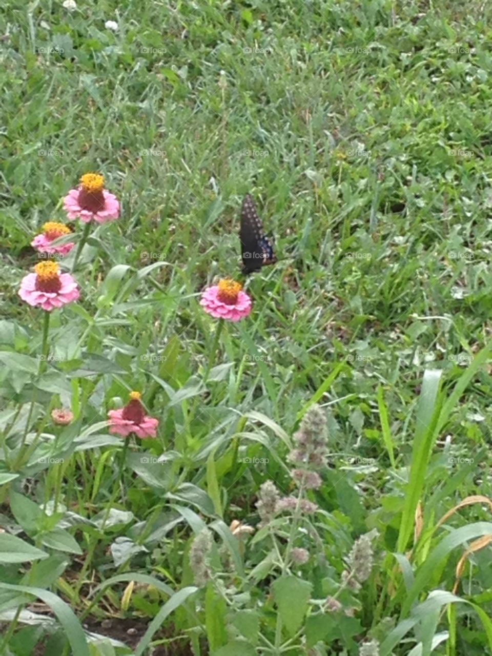 Butterfly garden. We planted some seeds we collected last year and the flowers attracted the butterflies. 