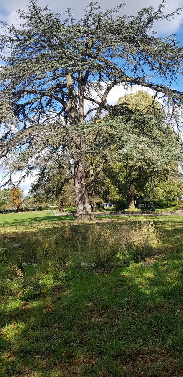 The tree Islip Manor park