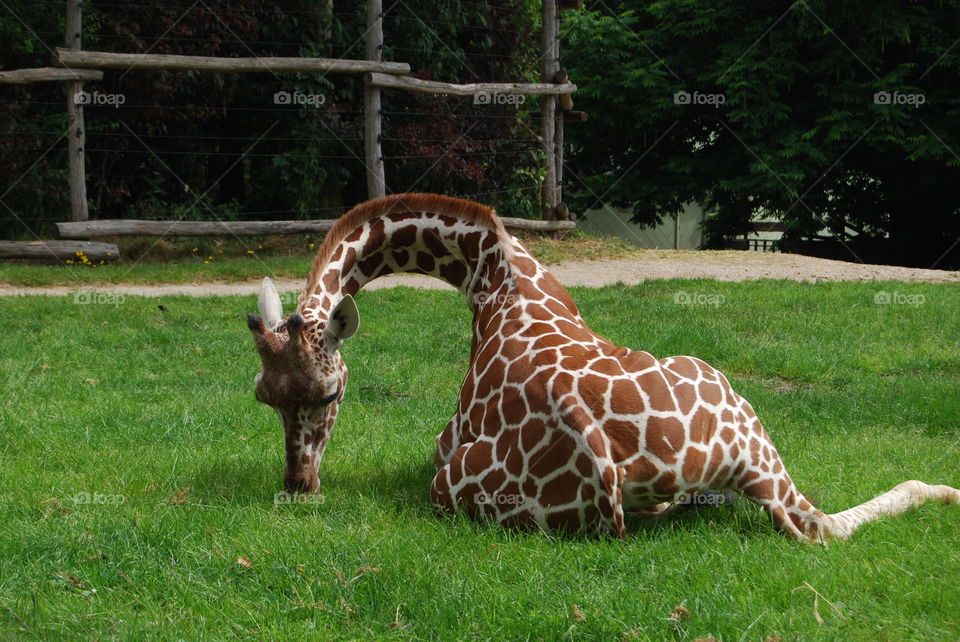 giraffe at Blijdorp Zoo, Rotterdam
