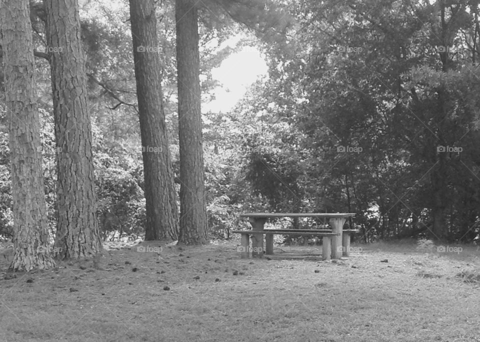 Picnic Table shaded by Loblolly Pine Trees