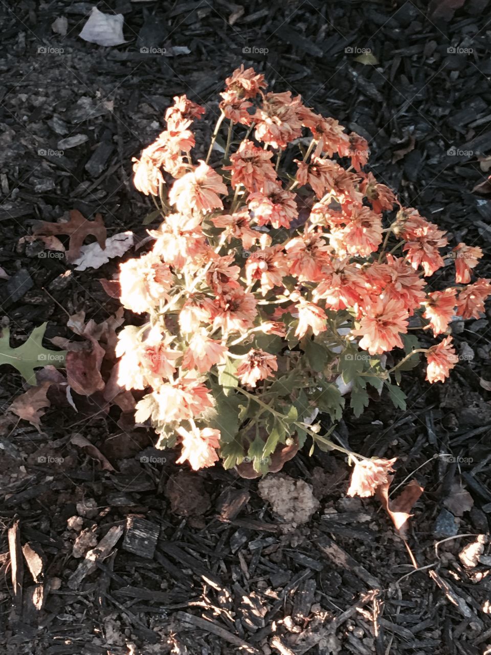 Mums in the fall!