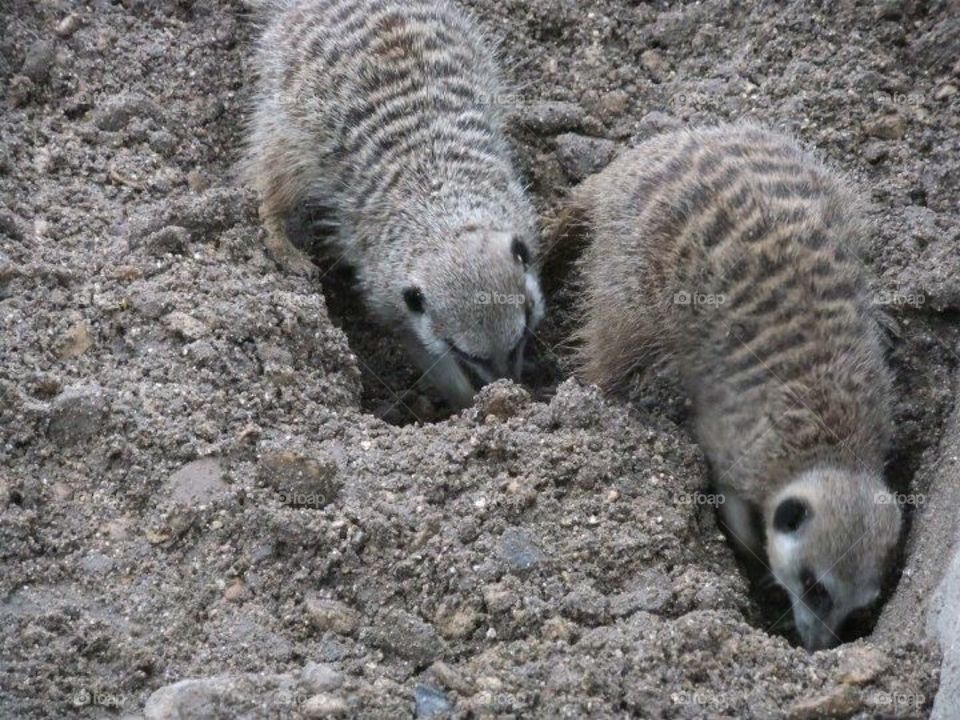 Meerkats digging 