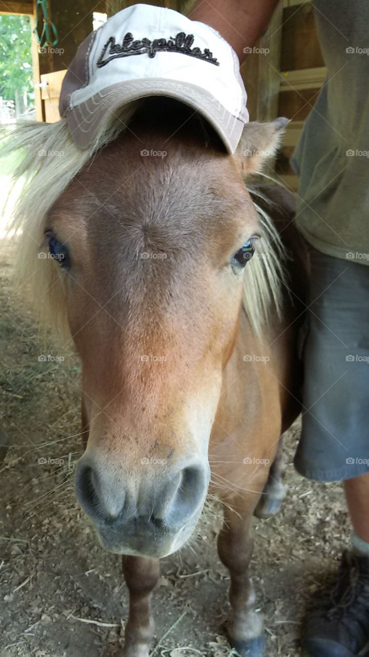 just horsing around
