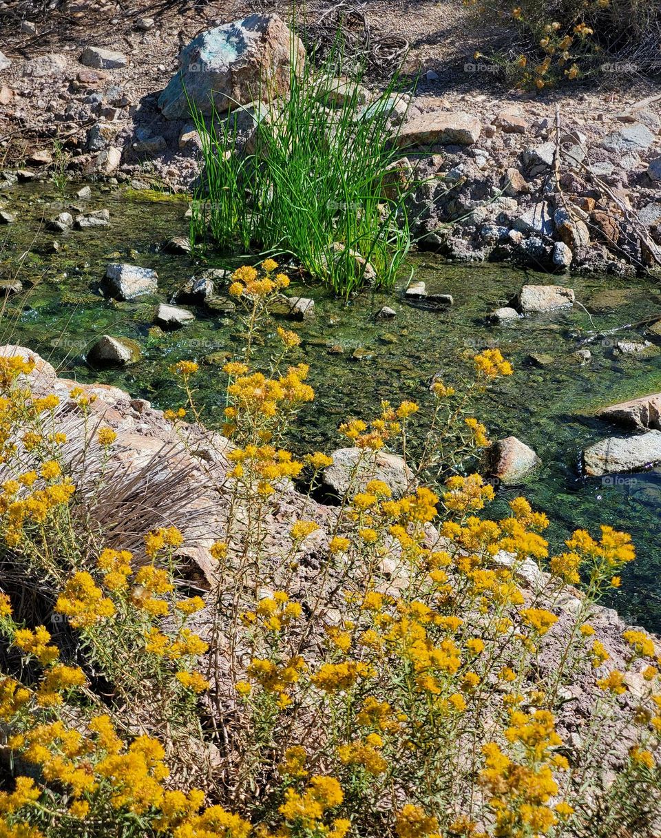 Yellow Flowers by Desert Creek