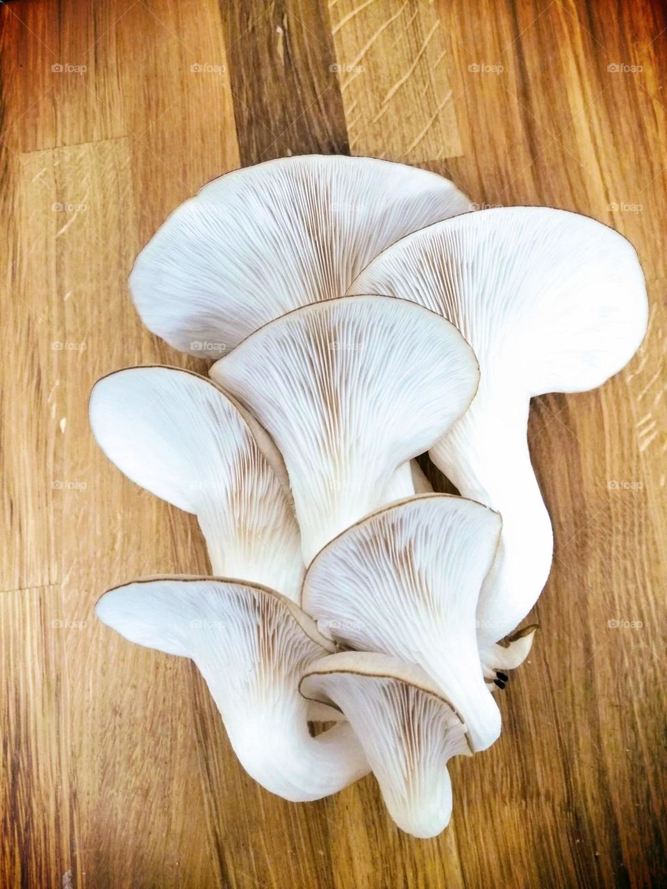 Lion's Mane mushroom.