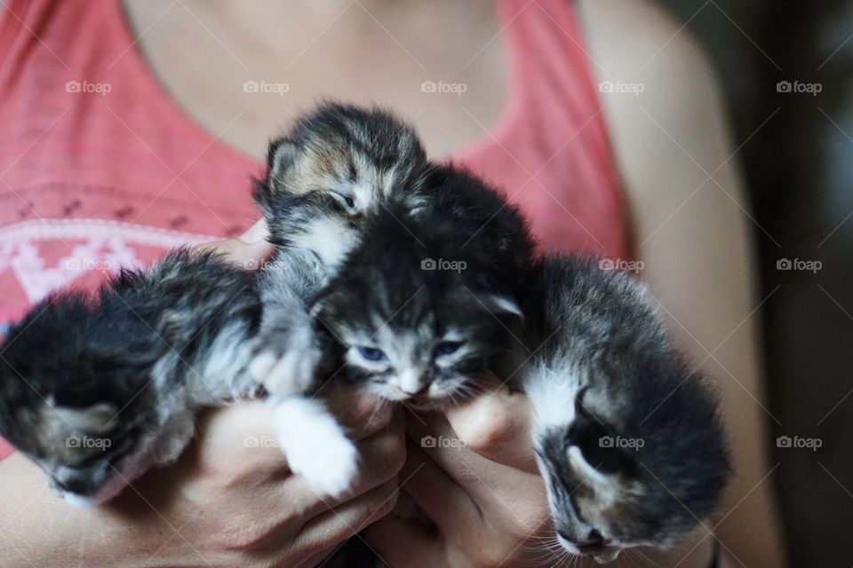 Kittens 