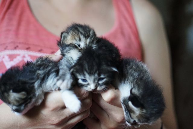 Kittens 