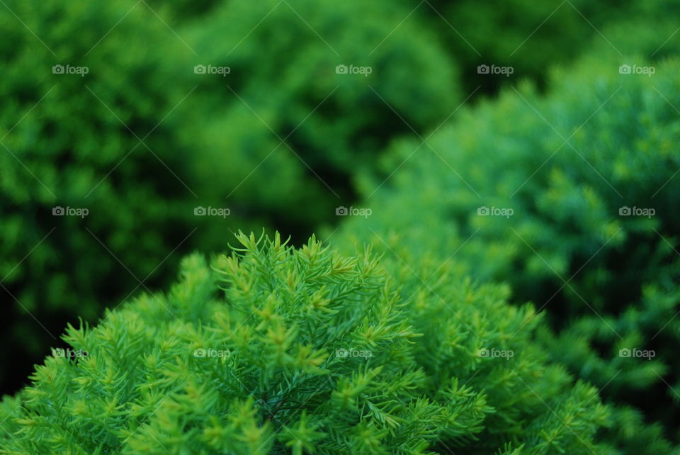 Green bushes