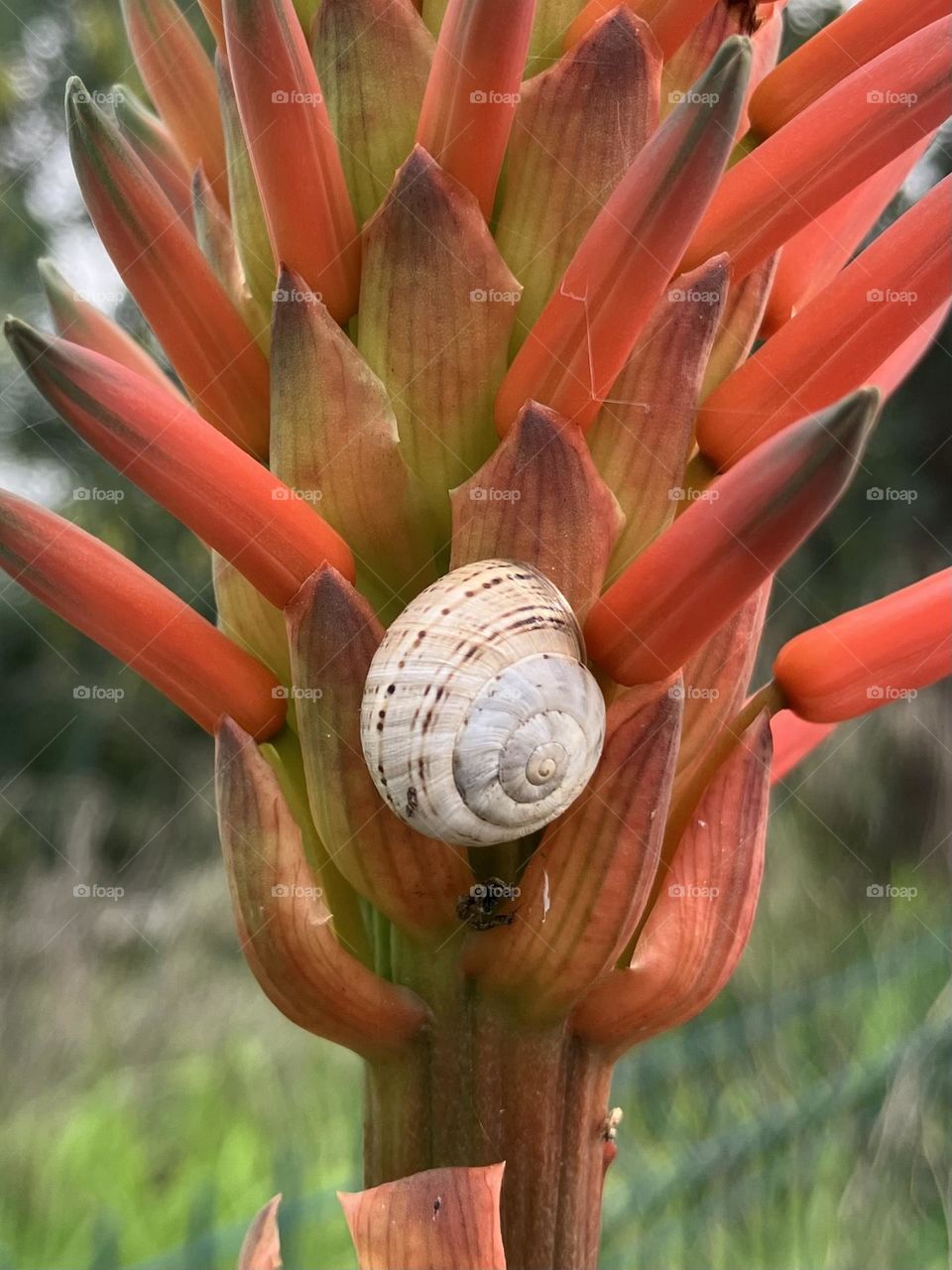 White snail on red aloe 
