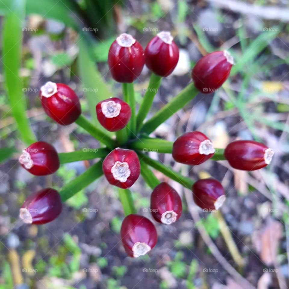 red pods