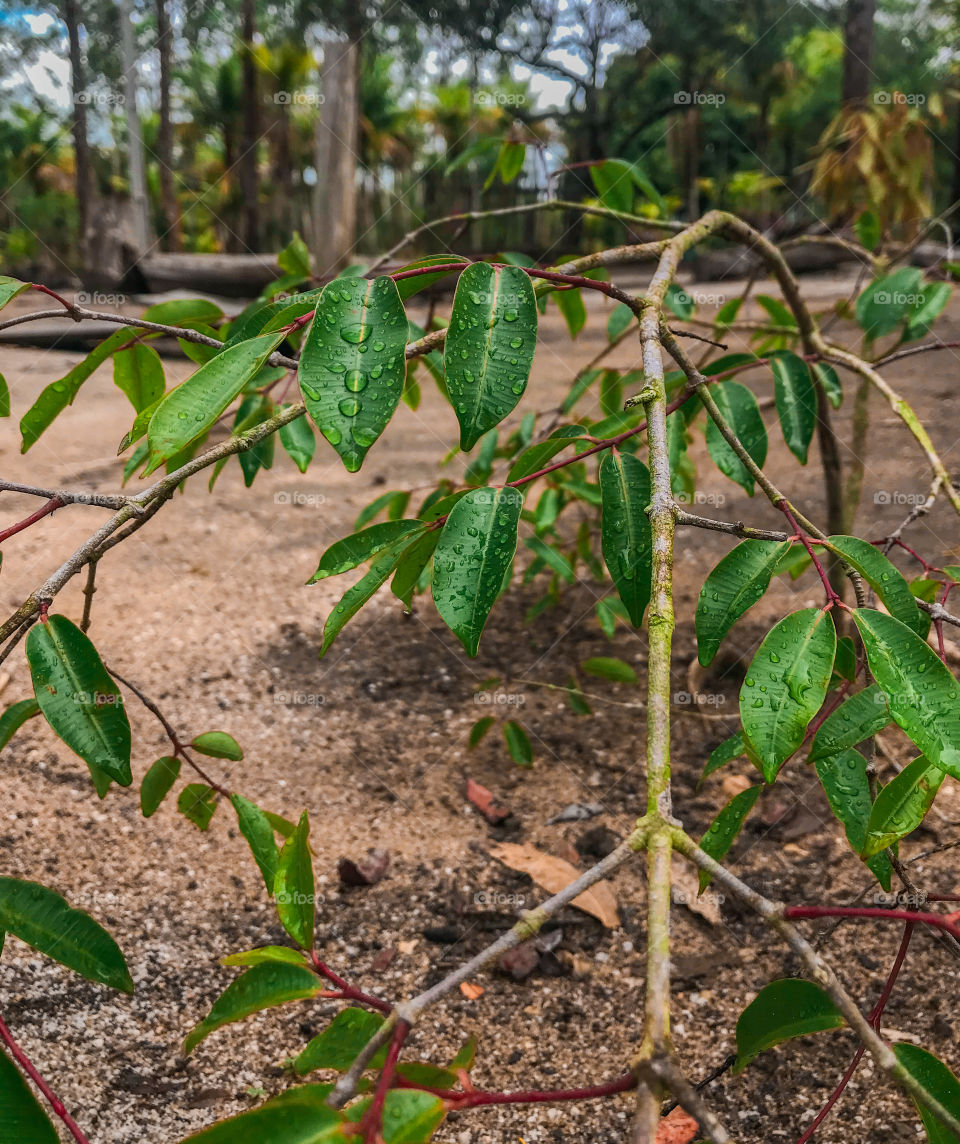 I think the raindrops standing out on the leaves are fantastic