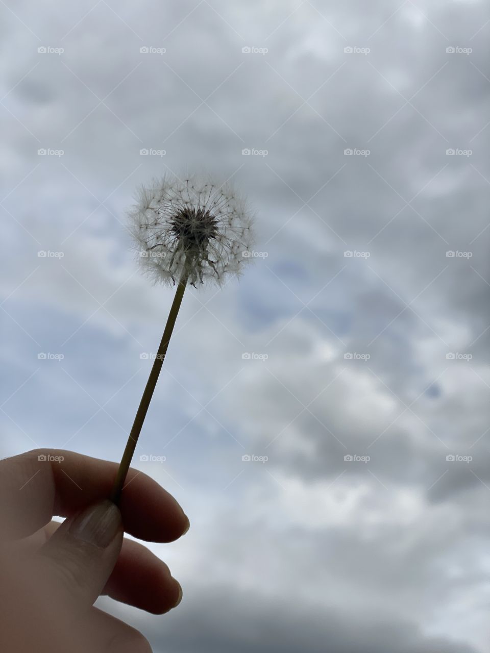 A wind and dandelion