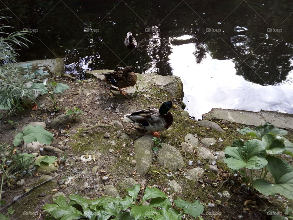 Kurpark in Bad Wildbad