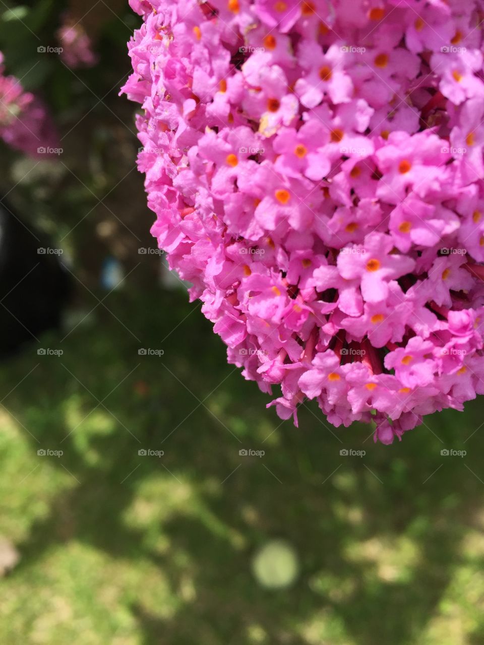 Pink Flower. Pink garden flower