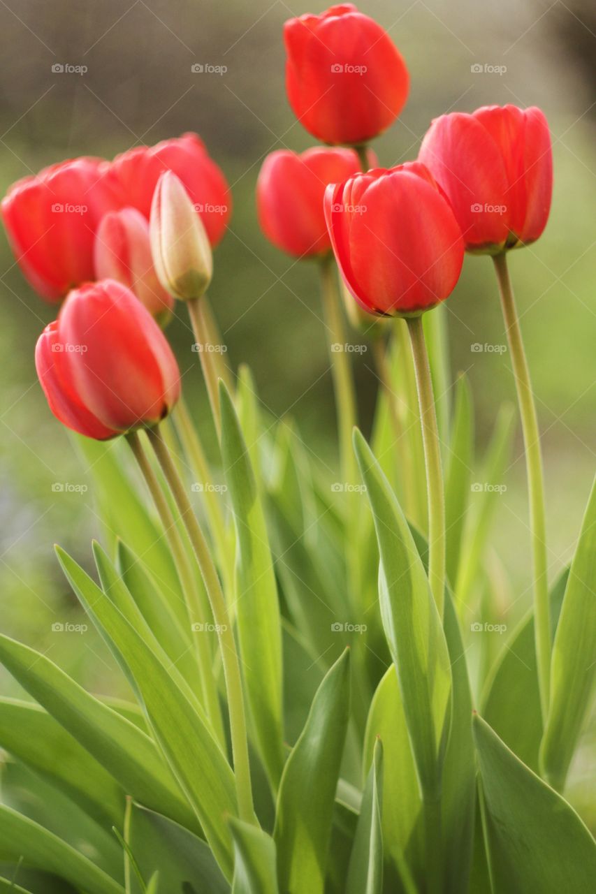 Tulips 